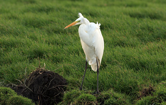 Grotezilverreiger091107